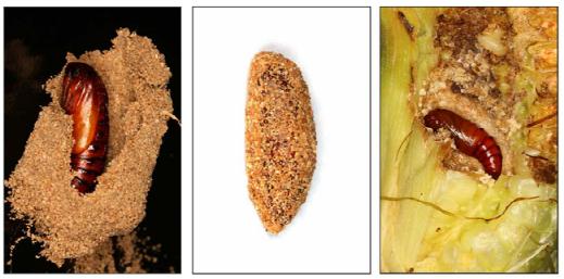 草地贪夜蛾有哪些形态特征和生物学习性?